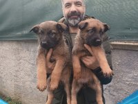 Hem biz iddialıyız hemde malinois yavrularımız iddialı