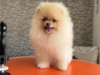 Pomeranian Boo Köpeği