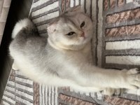 7 AYLIK BRİTİSH SHORTHAİR KÜL BEYAZ