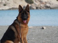 2 YAŞINDA EĞİTİMLİ A ŞECERELİ DİŞİ ALMAN KURDU