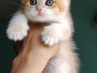 Golden British Shorthair Yavrular