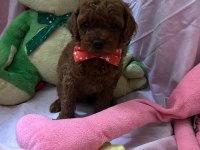 Toy poodle bebekleri