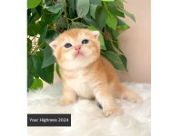 Golden Scottish Fold Yavrular