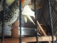 3 adt 4 aylık sultan papağanı