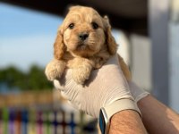Maltipoo Yavrularımızı Canlı Görerek Alabilirsiniz