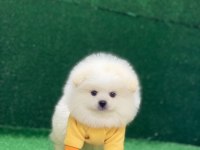 Orjinal Pomeranian
