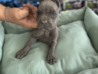 Cane Corso yavrular Blue renk