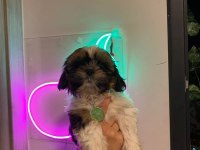 Safkan shih-tzu bebekler