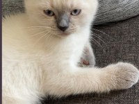 KEDİMİZ SAKIZA YUVA