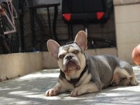 İzmir Lilac Tan Erkek French Bulldog