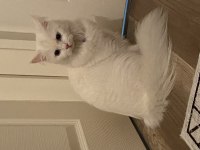 10 AYLIK ANKARA KEDİSİ