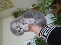 Scottish fold ve scottish straight dişi ve erkek