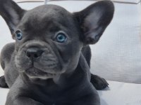 Blue French Bulldog Yavruları İstanbul 