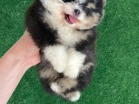 Teacup pomeranian