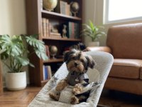 Evinizin neşesi olacak yavru köpekler