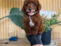 Maltipoo Bebekler Referans Yavru
