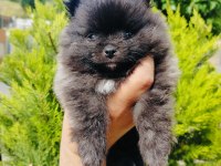 Siyah pomeranian yavrularımız