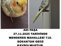 Kayıp kuşumuz