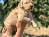 Golden retriever minişler