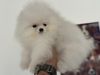 Show kalite teddy bear face pomeranian yavrularımız