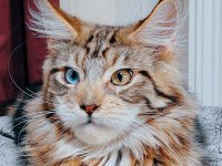 Maine coon yavrular