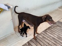 2,5 AYLIK SAFKAN DOBERMAN