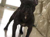 8 aylık dişi french bulldog