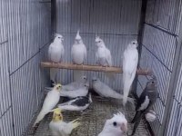Ev üretimi sağlıklı sultan papağanı kuşlar