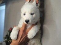 Safkan husky yavrularım