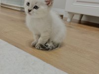 Tatlı Scottish Straight Minik