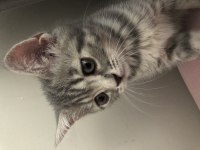 2.5 aylık yavru british shorthair