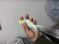 Yumurtalı Rainbow Takım Muhabbet Kuşu