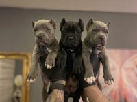 Safkan Cane Corso Yavruları