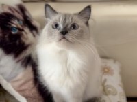 Dişi Ragdoll Kedime Erkek Eş Adayı Arıyorum