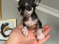 Chihuahua elma kafa ped eğitimi var 58 günlük