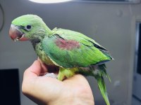 Sezonun Son Yavrusu Bebek Alexander Papağanı
