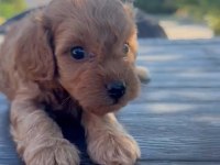 SEVGIYLE BUYUYEN MALTIPOO YAVRULARIMIZ