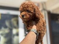 Petmode köpek çiftliğinde ziyarete açık kore toy poodle