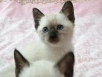 2 dişi ve 2 erkek sağlıklı eğitimli siyam kedisi yavrular