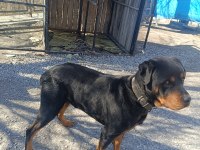 Orjinal rottweiler çiftleştirmeye uygun acil