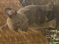 İzmirden blue french bulldog yavrusu