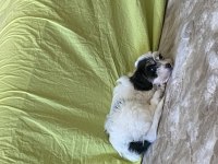Maltipoo dişi yatlı bir yavru