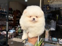 Ukrayna doğumlu Pomeranian boo yavrular