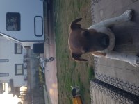 Fırlama Jack Russell Terrier Yavruları