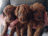 0 numara kore poodle