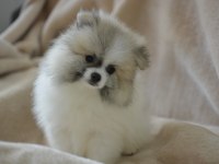 PARTY COLOUR POMERANİAN BOO