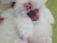 MİNİ POMERANİAN KÖPEKLER