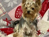 Eğitimli hazır yorkshire terrier