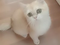 Show kaliteli full şecereli Ny12 12 erkek british shorthair