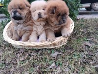 MÜKEMMEL KALİTEDE AYI SURAT CHOW CHOW (ÇİN ASLANI)